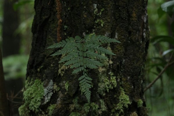Protéger notre Planète : Les Dernières Actualités et Initiatives Écologiques